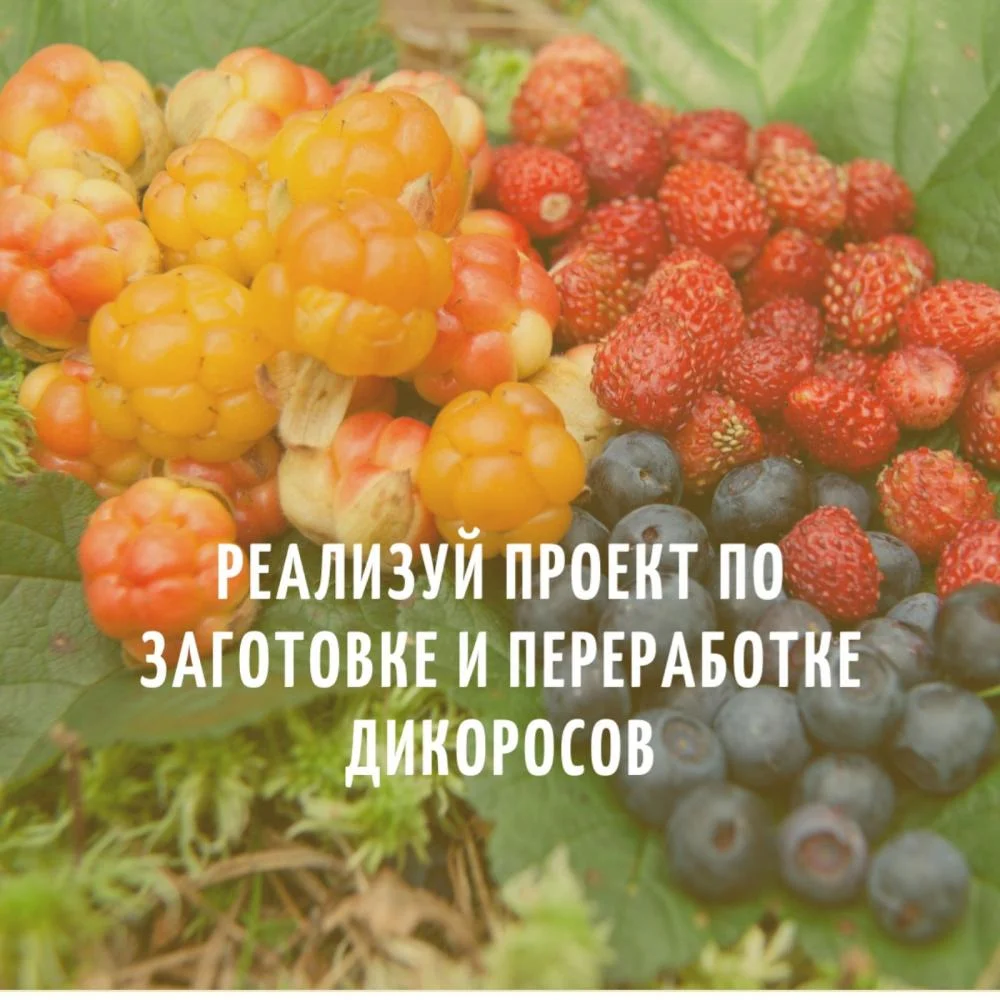конкурс на предоставление грантов в форме субсидий на реализацию проектов по заготовке и переработке дикоросов