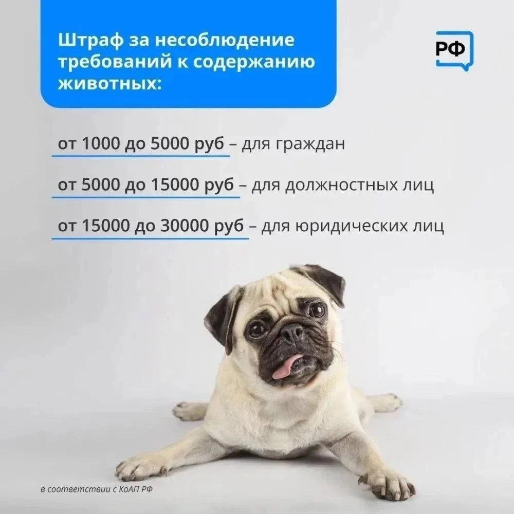 Акция «Не бросай меня на даче».